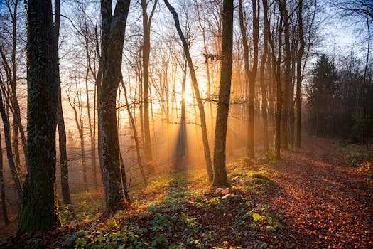 Golden sunlight filters through trees on a tranquil forest path in Slovenia's autumn woods.