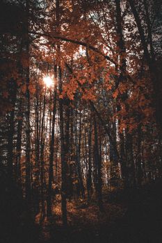 Beautiful autumn scene with sunlight filtering through the trees, highlighting vibrant fall colors in a serene forest.