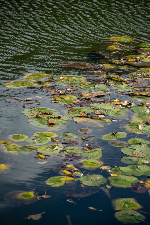 Free Tranquil water scene with floating green lily pads and reflections, ideal for nature themes. Stock Photo