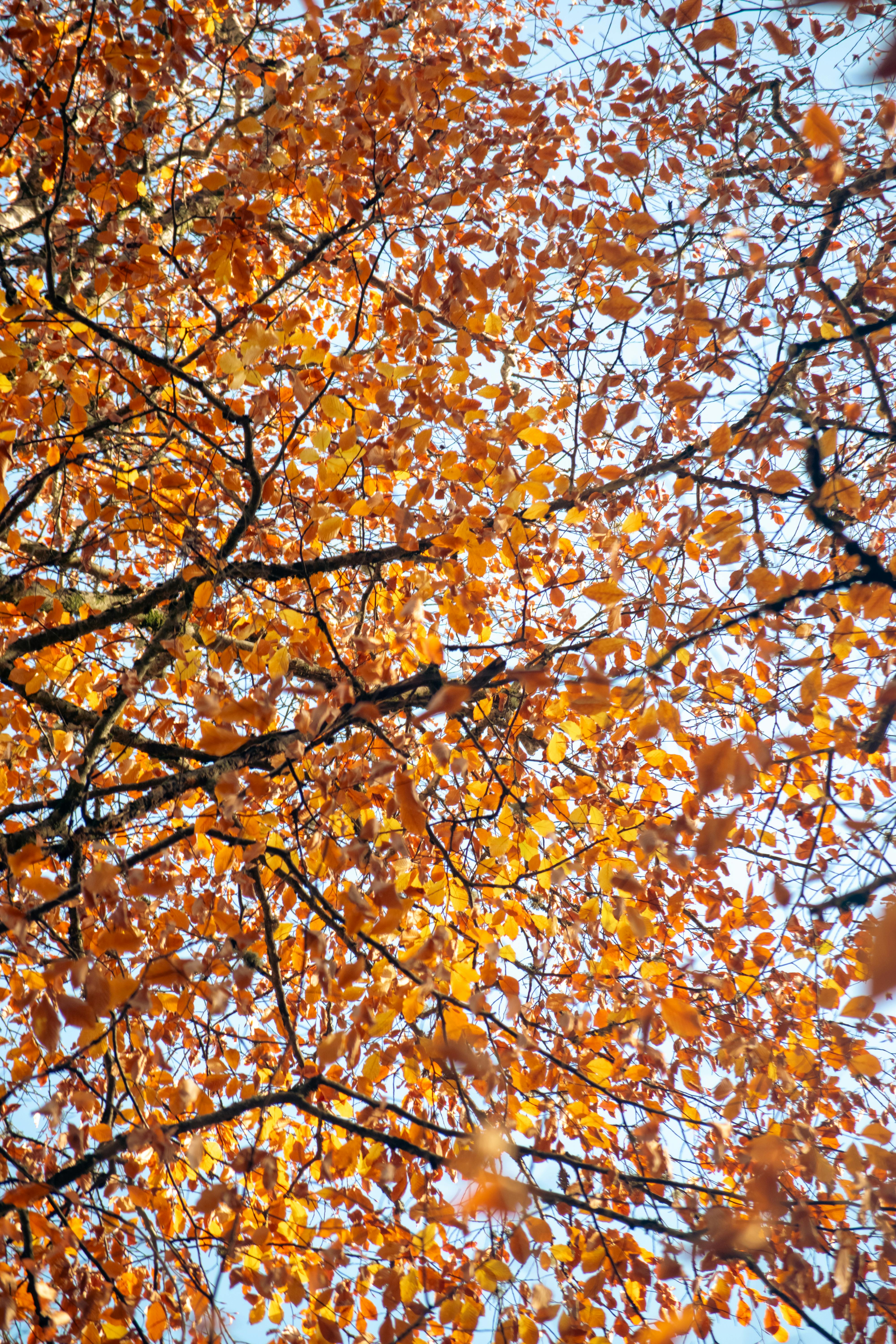 Bright orange autumn leaves on tree branches with clear sky background.