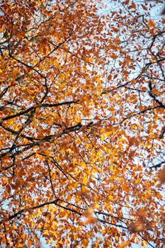Bright orange autumn leaves on tree branches with clear sky background.
