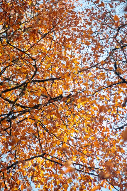 Bright orange autumn leaves on tree branches with clear sky background.