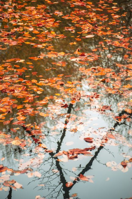 Peaceful scene of autumn leaves reflecting in calm pond water surrounded by bare trees.