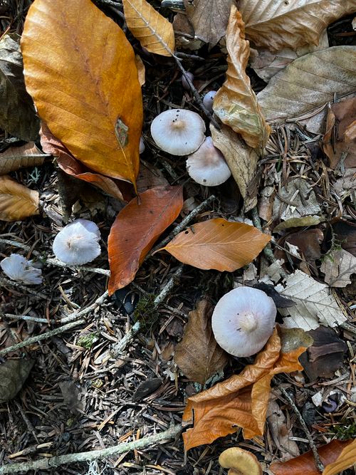 Free Autumn forest floor with brown leaves and mushrooms, capturing the essence of fall. Stock Photo