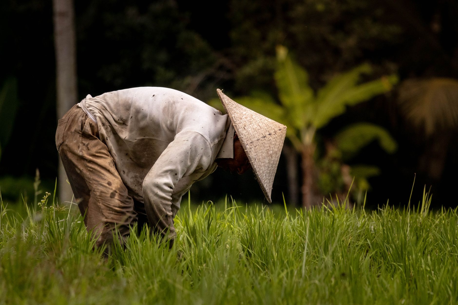 Farmers Sound Alarm Over Regulatory Expenses as Supply Risks Shift to Foodservice