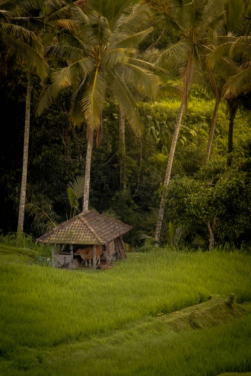 Free Scenic view of a rustic hut amidst tropical palm trees in a lush rice field. Stock Photo
