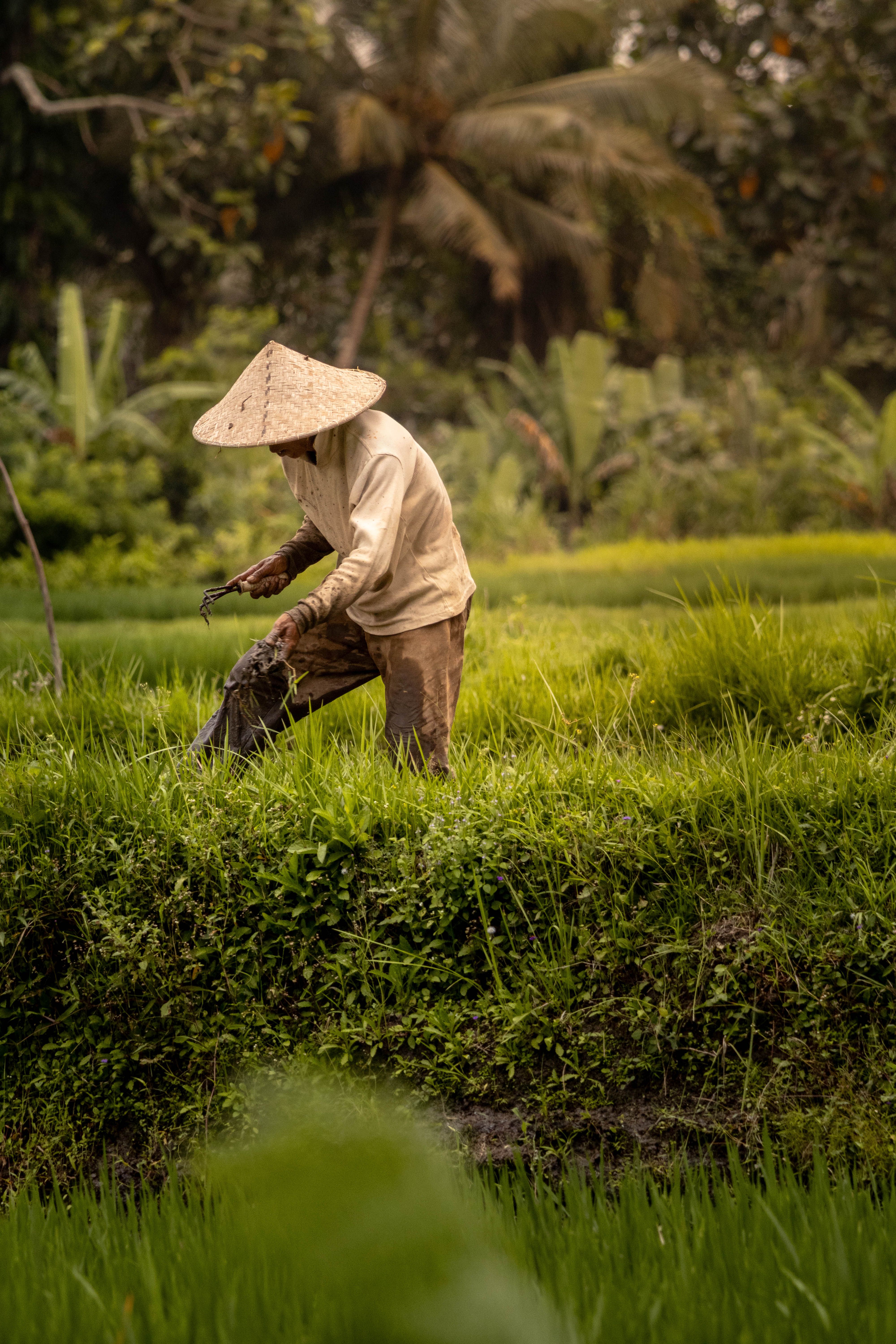Farmer Working in Lush Green Paddy Field · Free Stock Photo