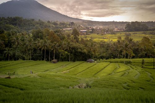Free Captivating view of lush rice terraces in Bali with a mountain backdrop at sunset. Stock Photo