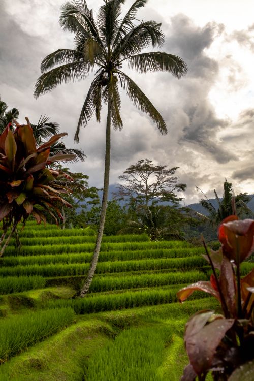 Free Vibrant rice terraces with palm trees and dramatic sky, showcasing tropical agriculture. Stock Photo
