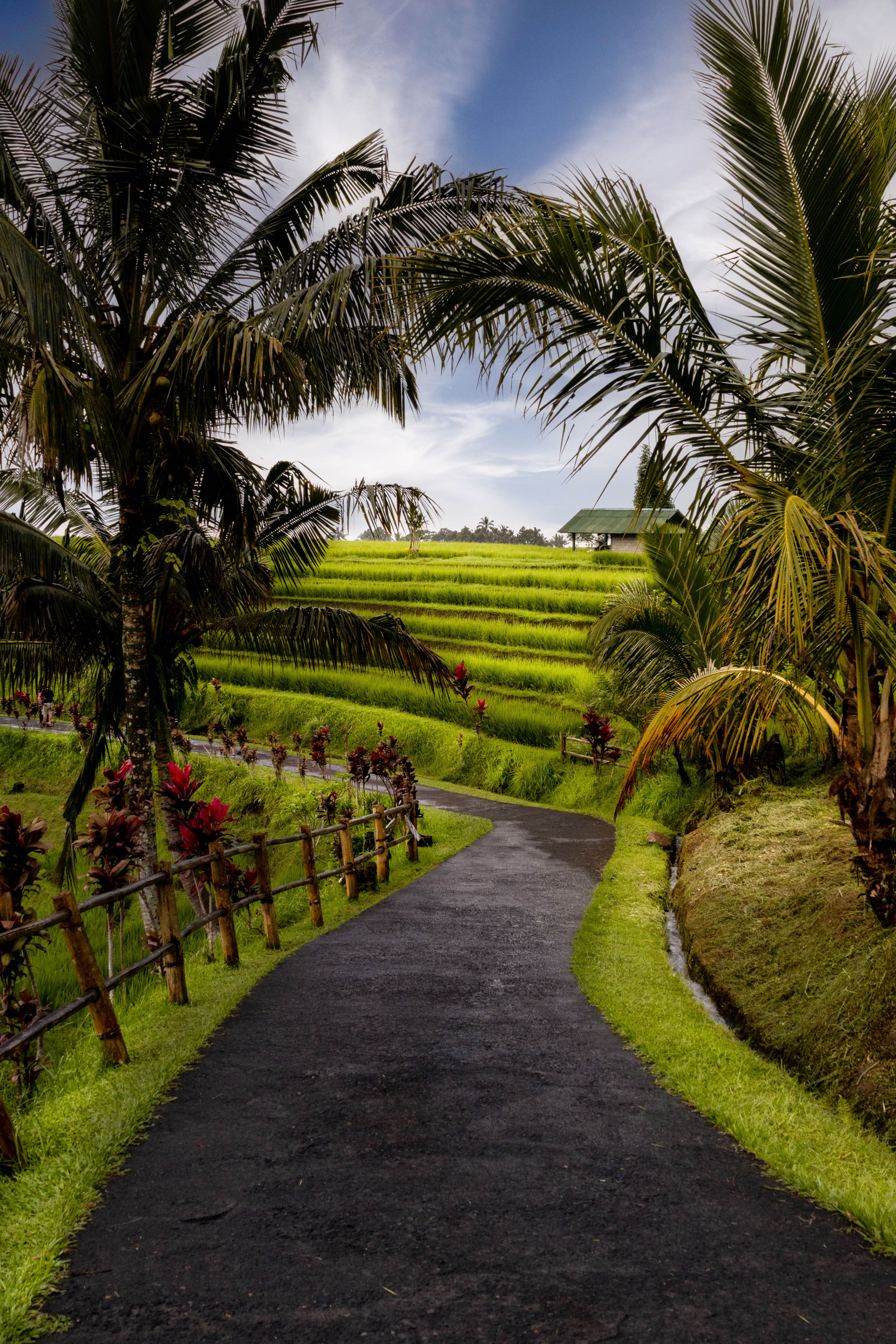 Pathway through Lush Rice Terraces in Tropical Setting
