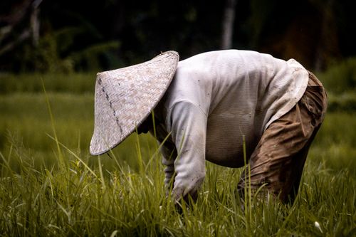 Free A farmer bends over in a rice field wearing a traditional straw hat, capturing rural agriculture. Stock Photo