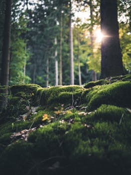 在德国，阳光透过树木，洒在苔藓覆盖的森林地面上，营造出宁静自然的氛围