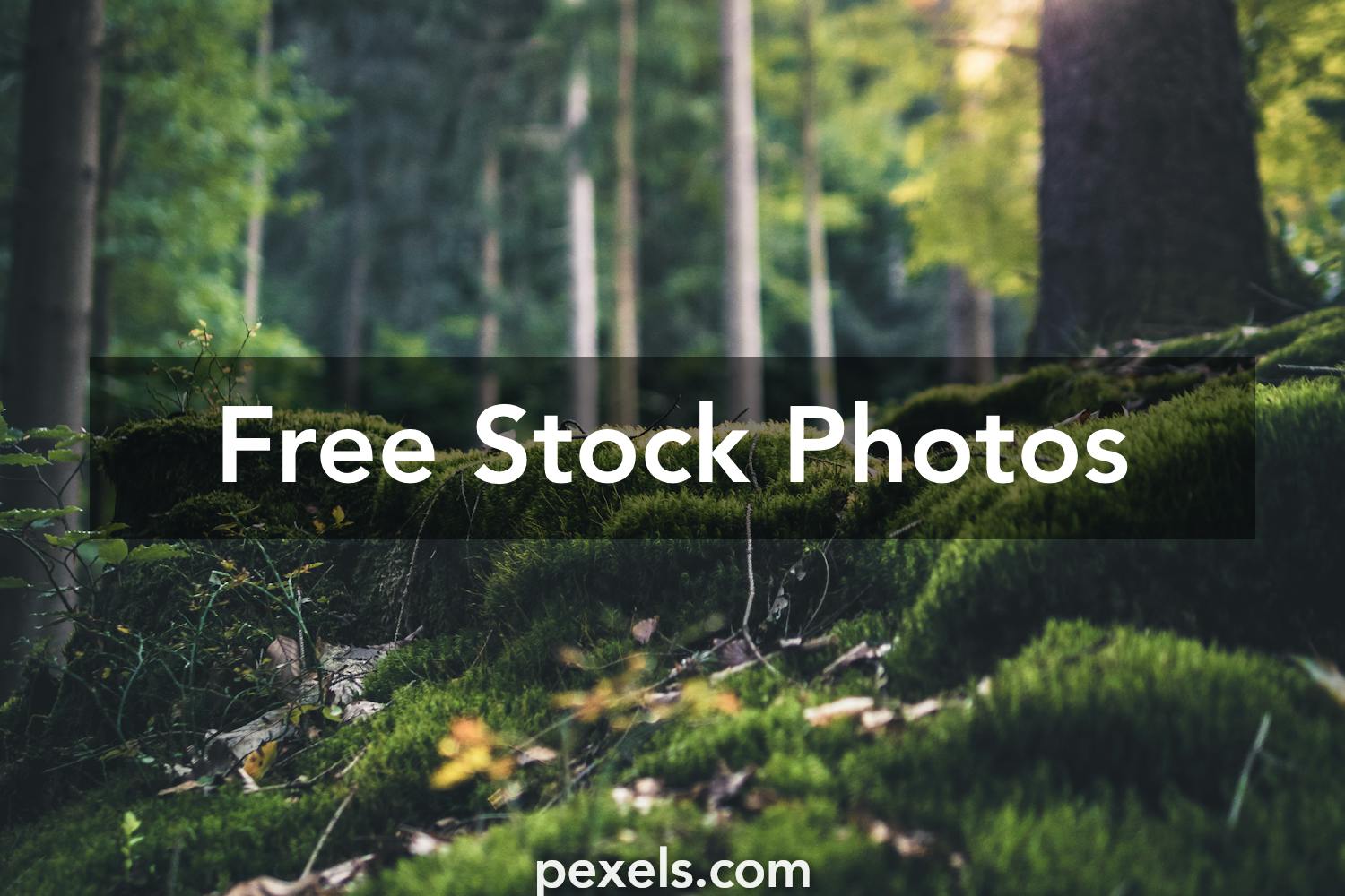 1000+ Great Forest Ground Photos Pexels · Free Stock Photos