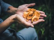 Close-Up Photo of Mushrooms