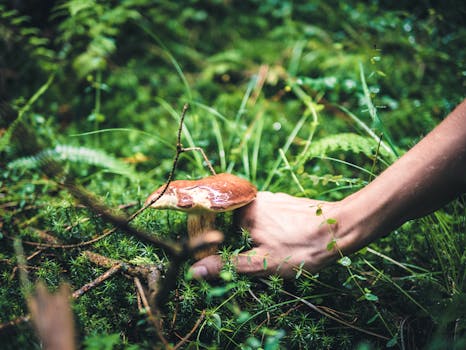 Close-up of a hand picking a forest mushroom among lush greenery in NRW, Germany.