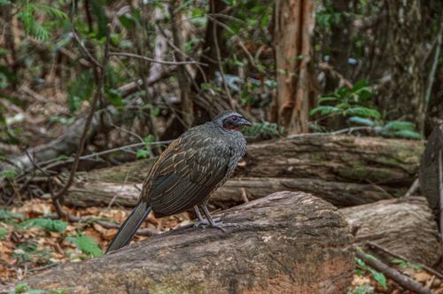 Free Wild guan perched on a log in lush forest, Belo Horizonte, Brazil. Stock Photo