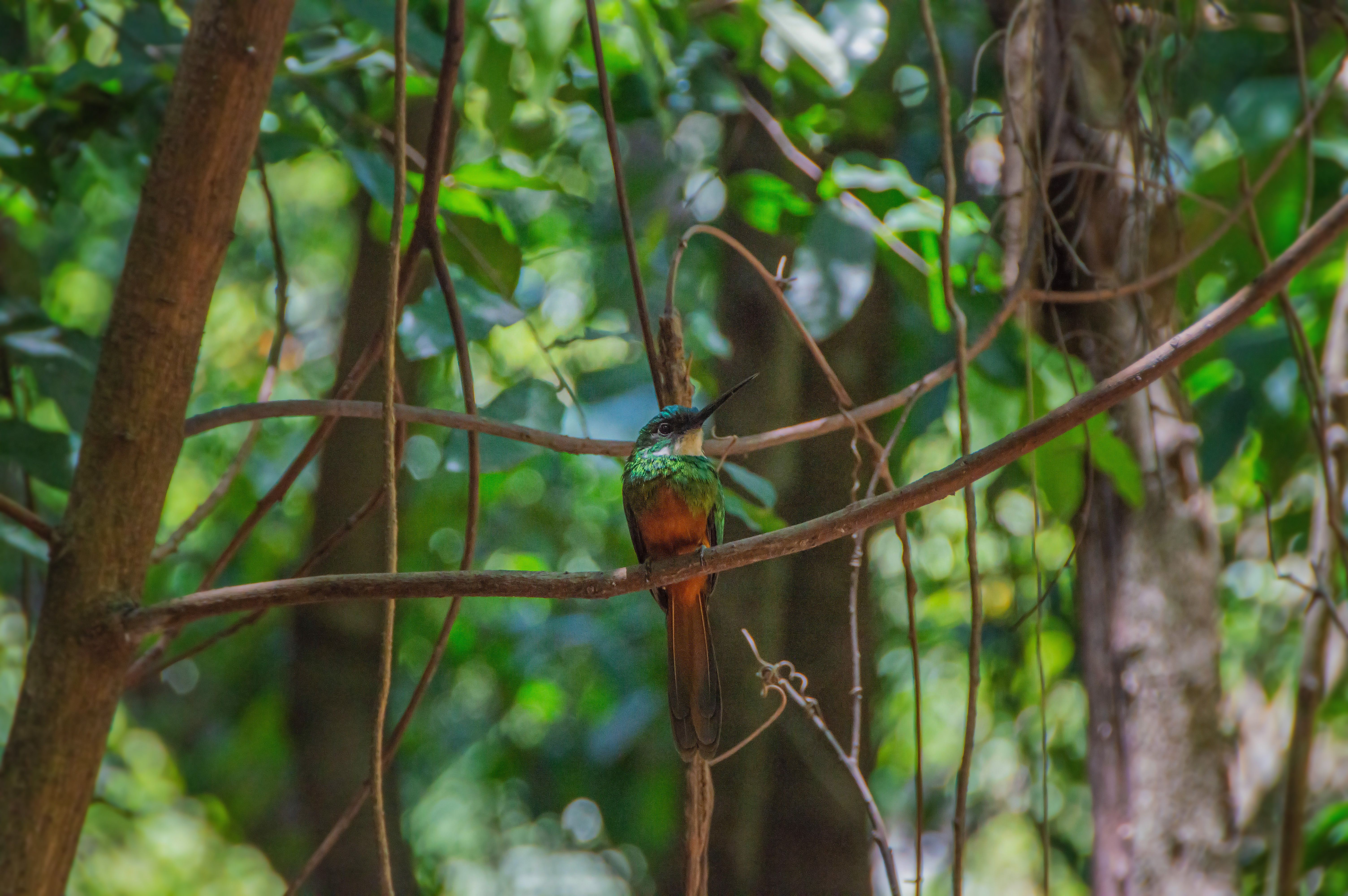 Vibrant Rufous-tailed Jacamar in Brazilian Forest · Free Stock Photo