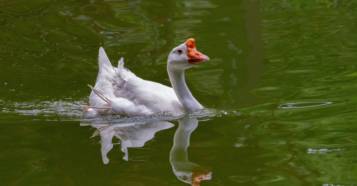 生活:BMW攜手SipaBoards 推出創新電動水上滑板體驗