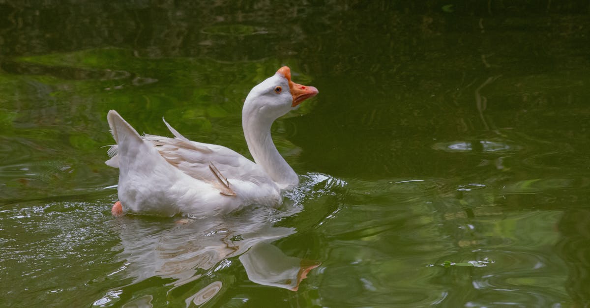 生活:BMW攜手SipaBoards 推出創新電動水上滑板體驗