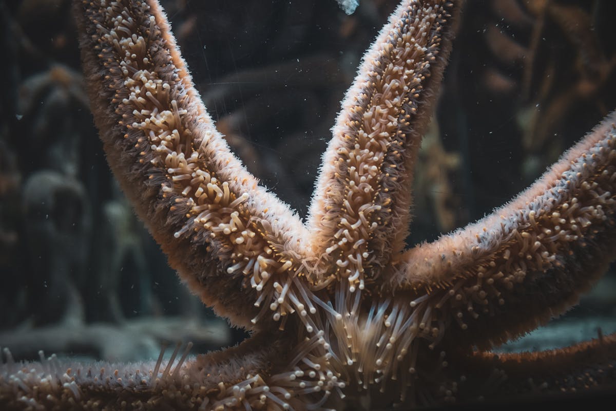 Starfish with soft papulas on arms
