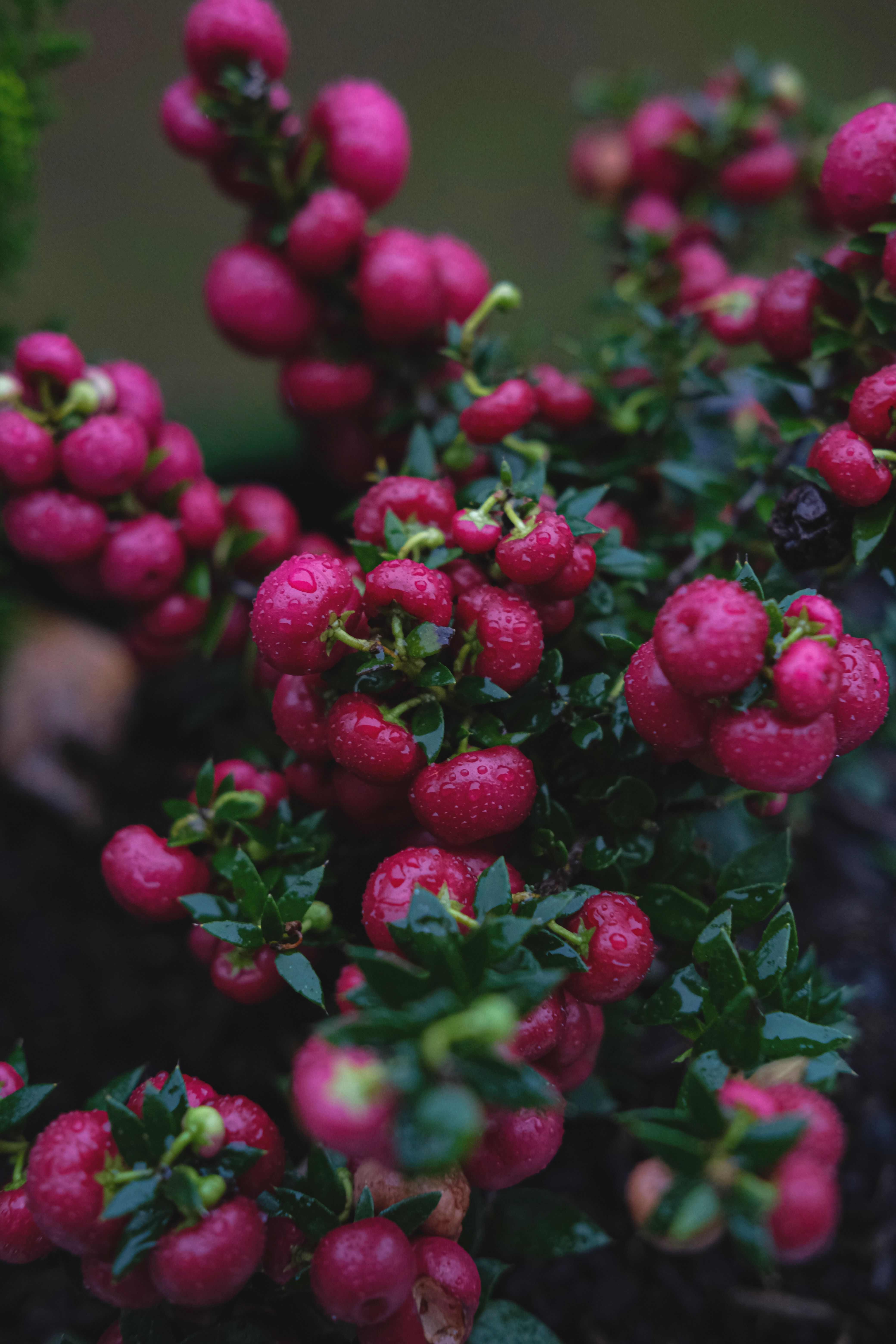 Vibrant Pink Berries on a Rainy Day Close-up · Free Stock Photo