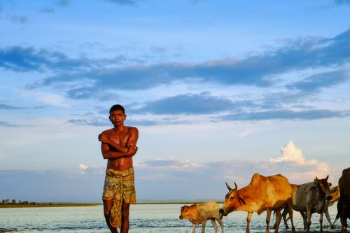 Free A rural farmer stands by a river with cattle on a sunny day in Chilmari, Bangladesh. Stock Photo