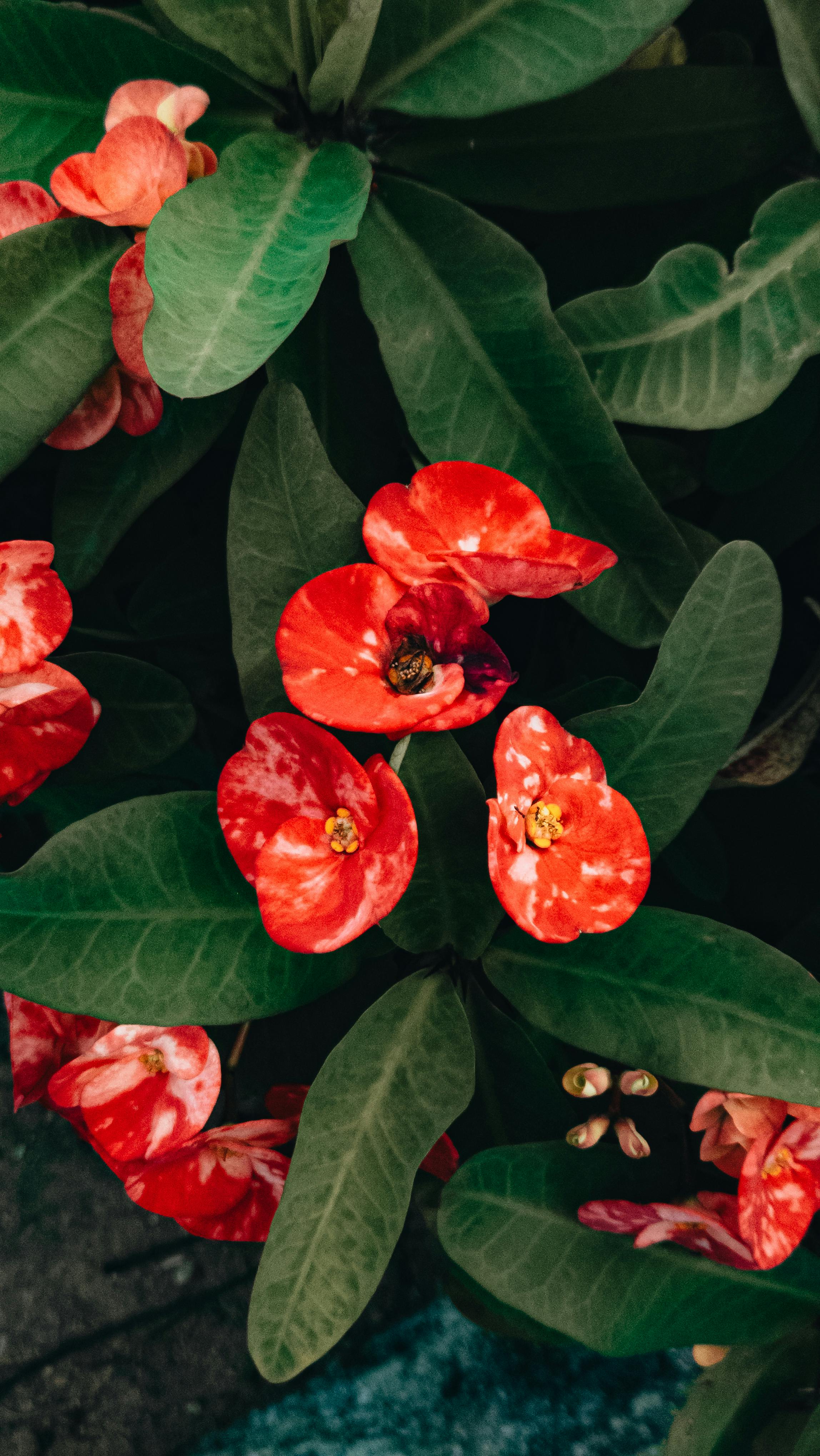 [ColoSach]-close-up-photo-showcasing-bright-red-crown-of-thorns-flowers-with-lush-green-leaves.