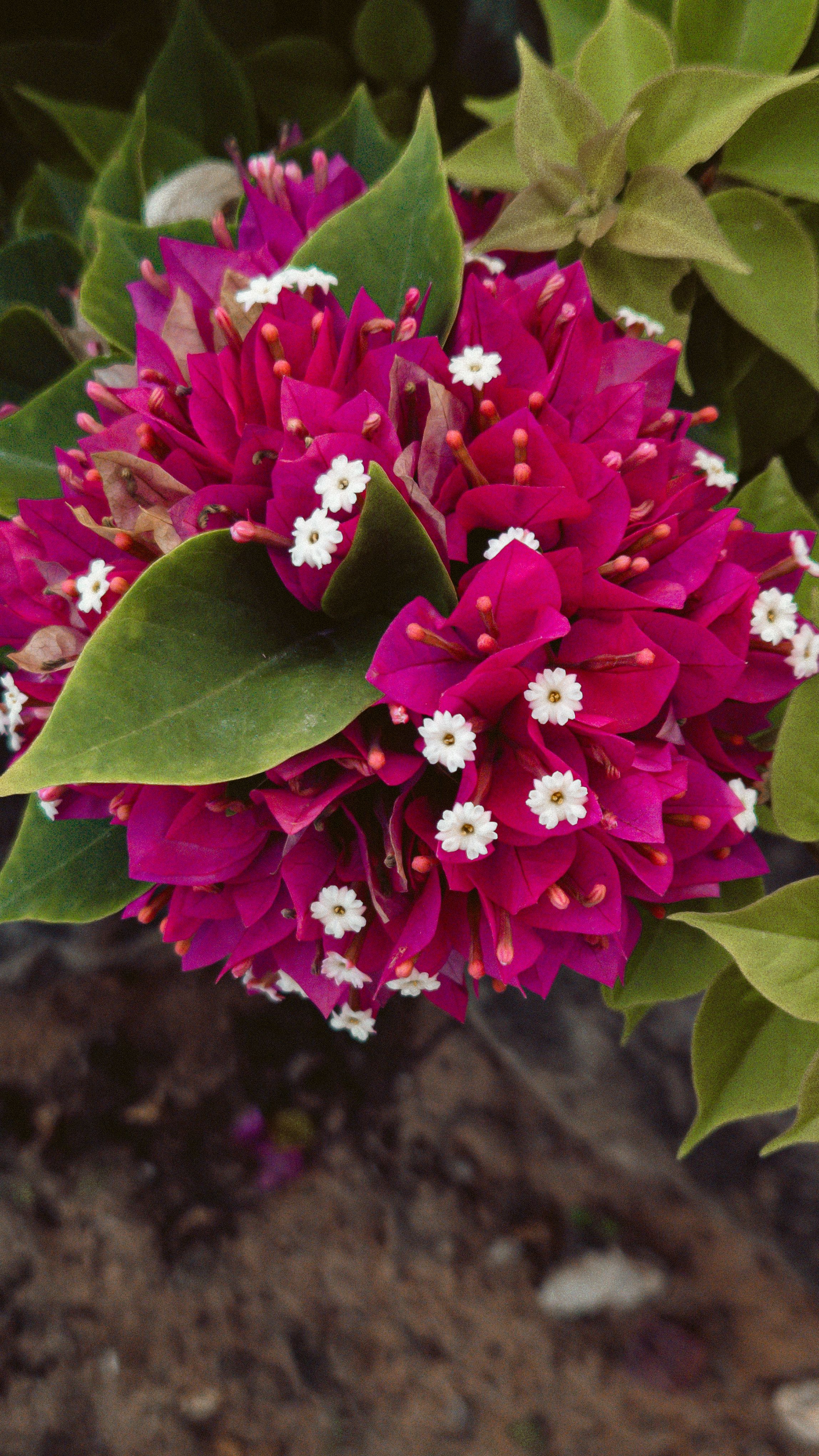 [ColoSach]-close-up-of-vibrant-magenta-bougainvillea-with-lush-green-leaves-and-tiny-white-flowers.