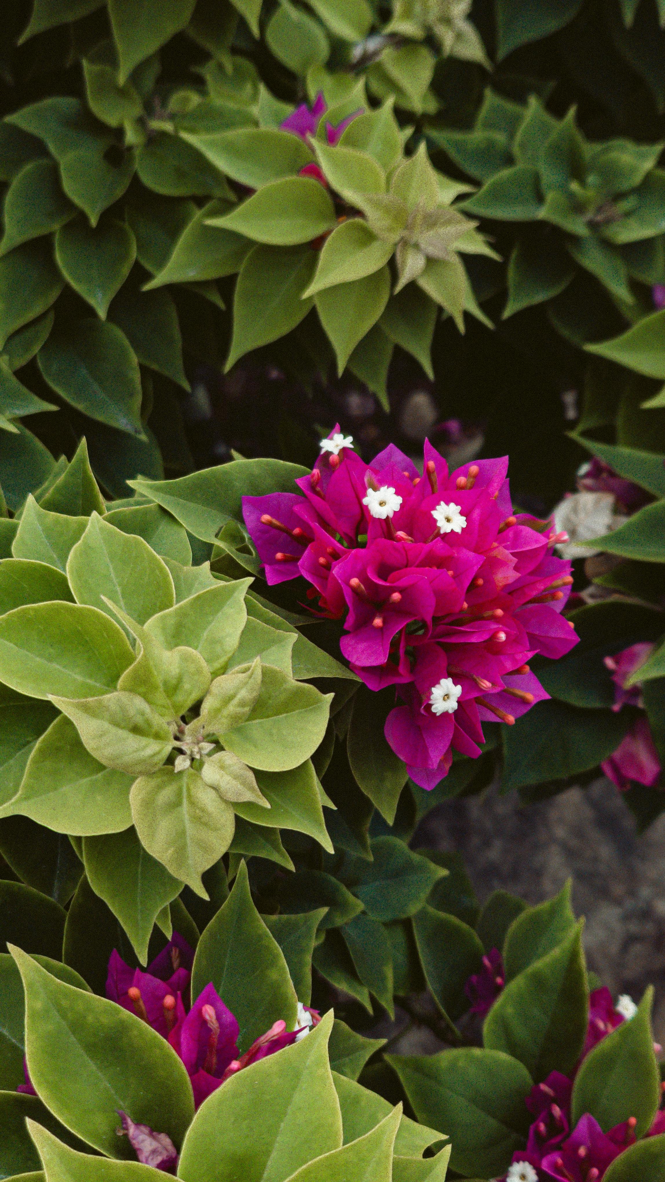 [ColoSach]-bright-pink-bougainvillea-blooms-with-green-foliage-create-a-vivid,-tropical-display.