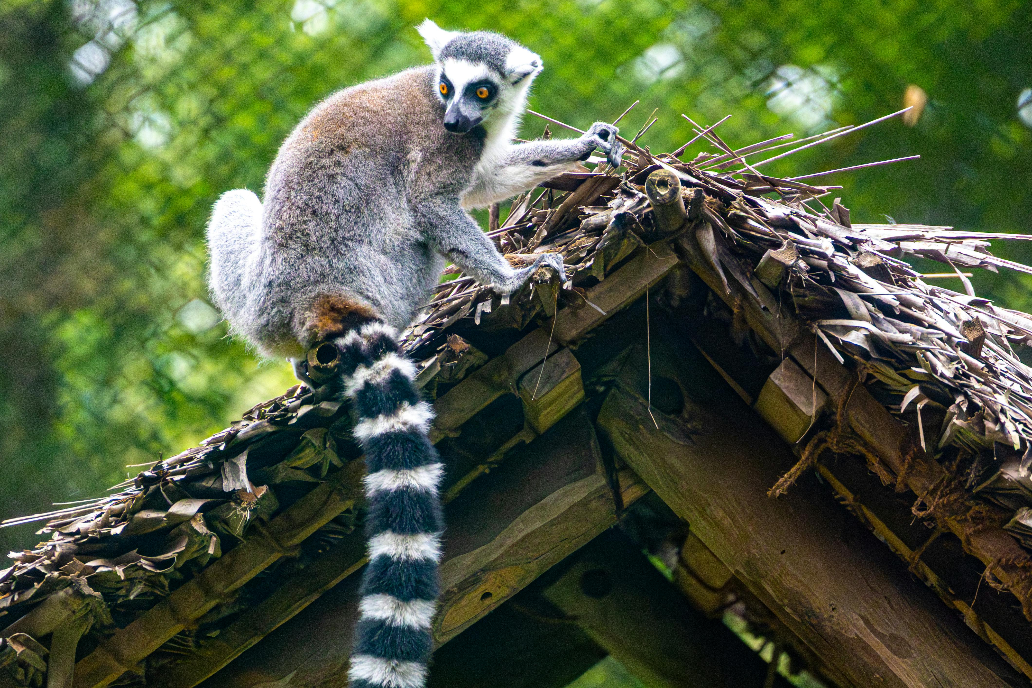 Ranomafana, Madagascar - Nature & Outdoors Destination in Africa