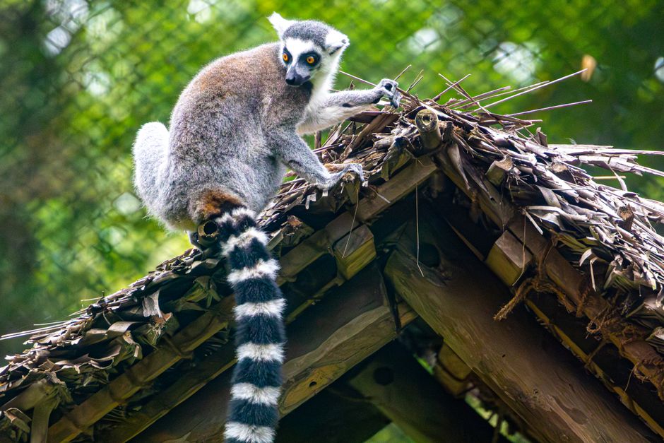 long tail