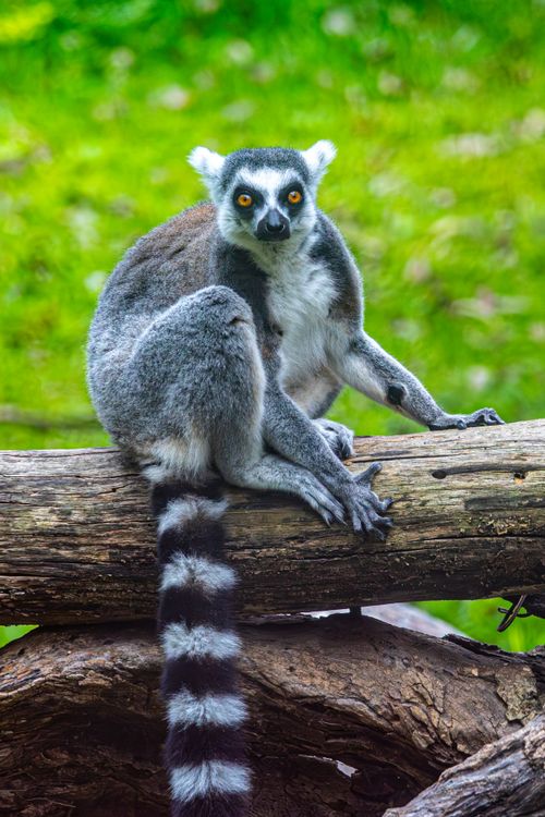 Free A ring-tailed lemur sits on a log gazing at the camera in a lush, green setting. Stock Photo