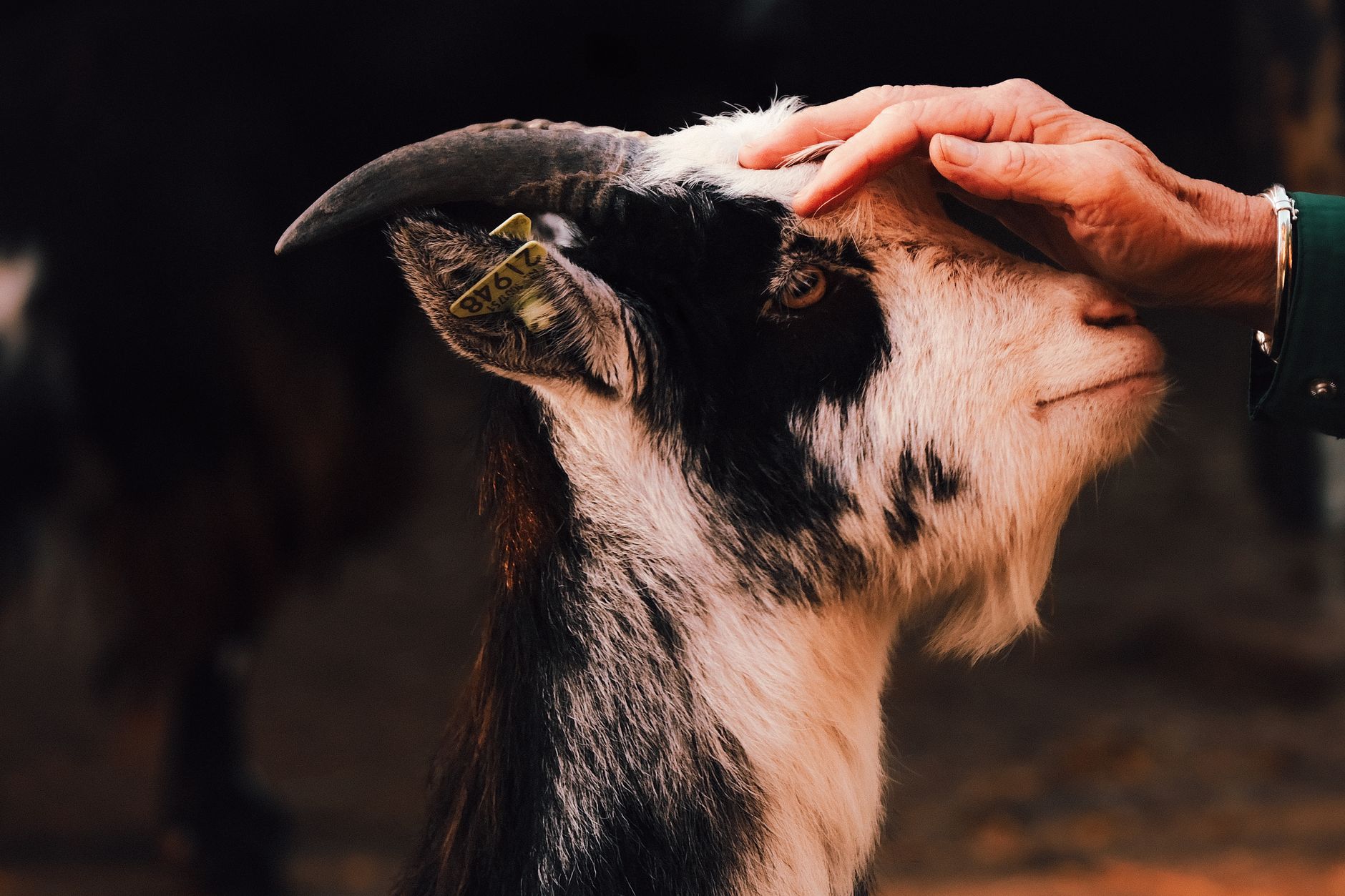 Veterinarian examining a goat during a checkup