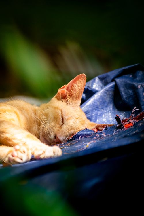 Free A peaceful ginger cat napping on blue fabric in a sunny outdoor setting. Stock Photo