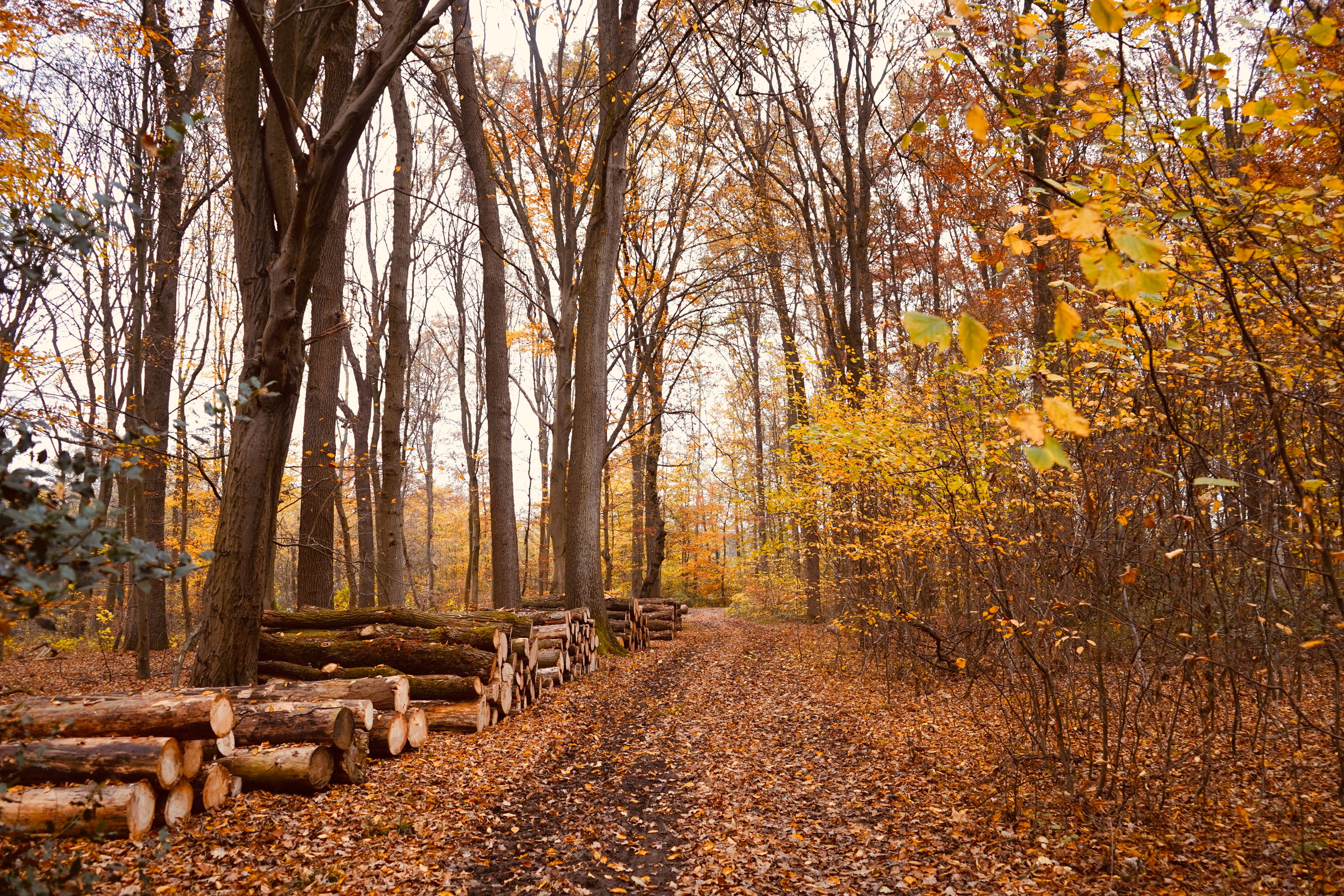 Peaceful forest path in autumn with stacked logs and vibrant fall foliage.