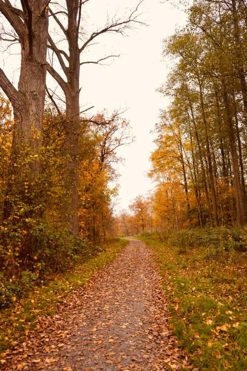 Serene Autumn Pathway through Forest Trees · Free Stock Photo