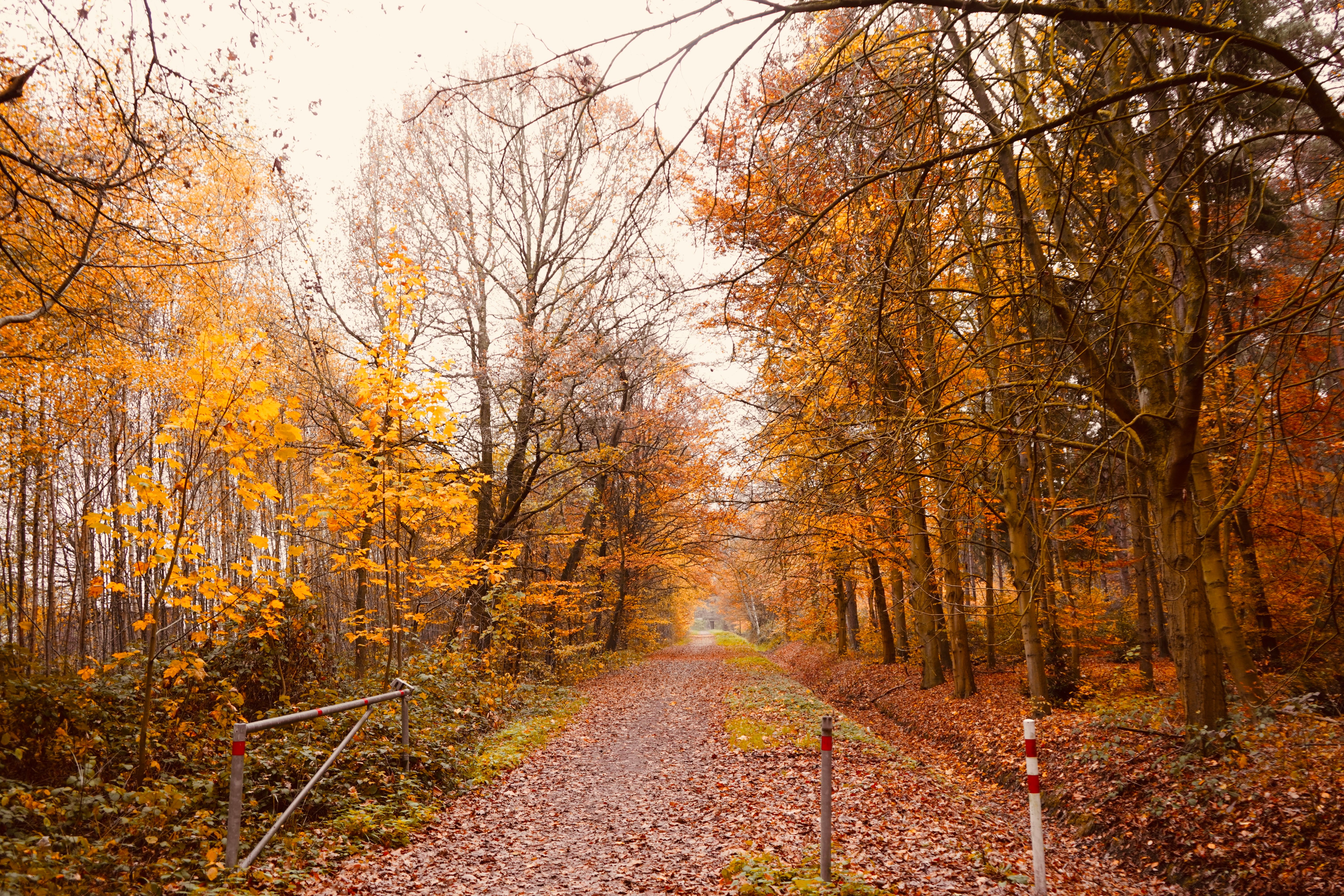 Serene Autumn Forest Pathway with Vibrant Foliage · Free Stock Photo