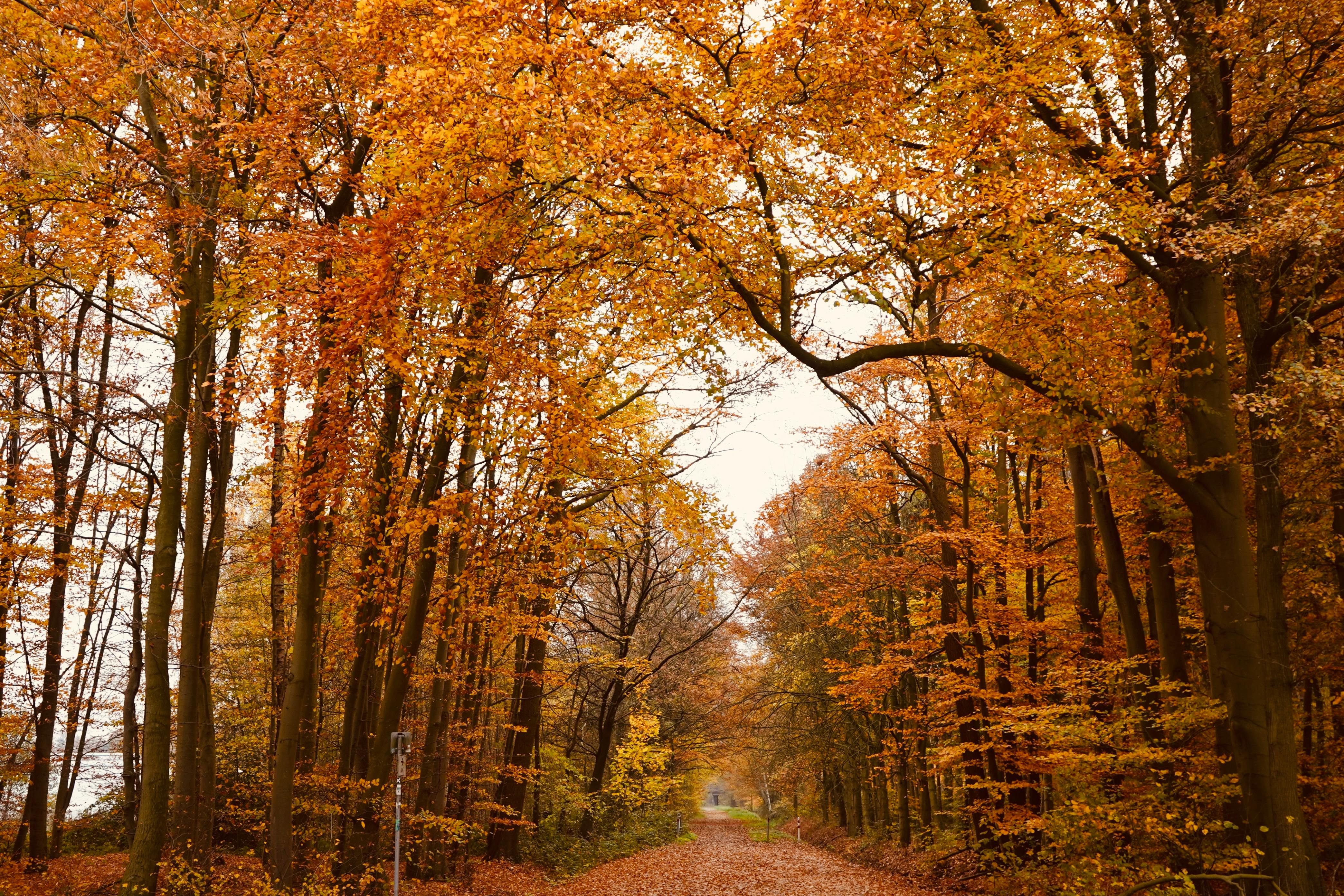 Trees during Fall · Free Stock Photo, image size:4174x2783