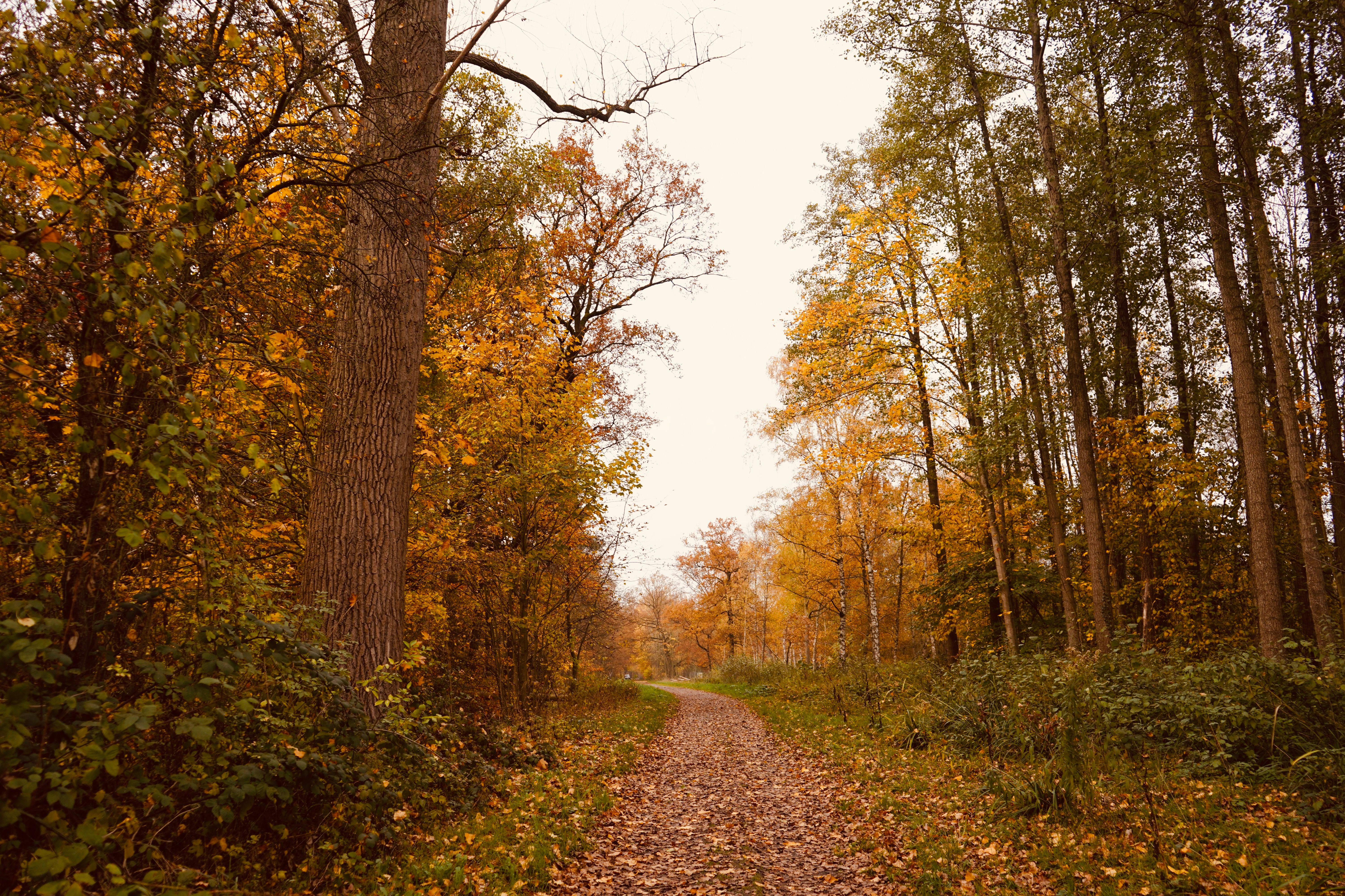 Serene Autumn Forest Path Lined with Golden Trees · Free Stock Photo