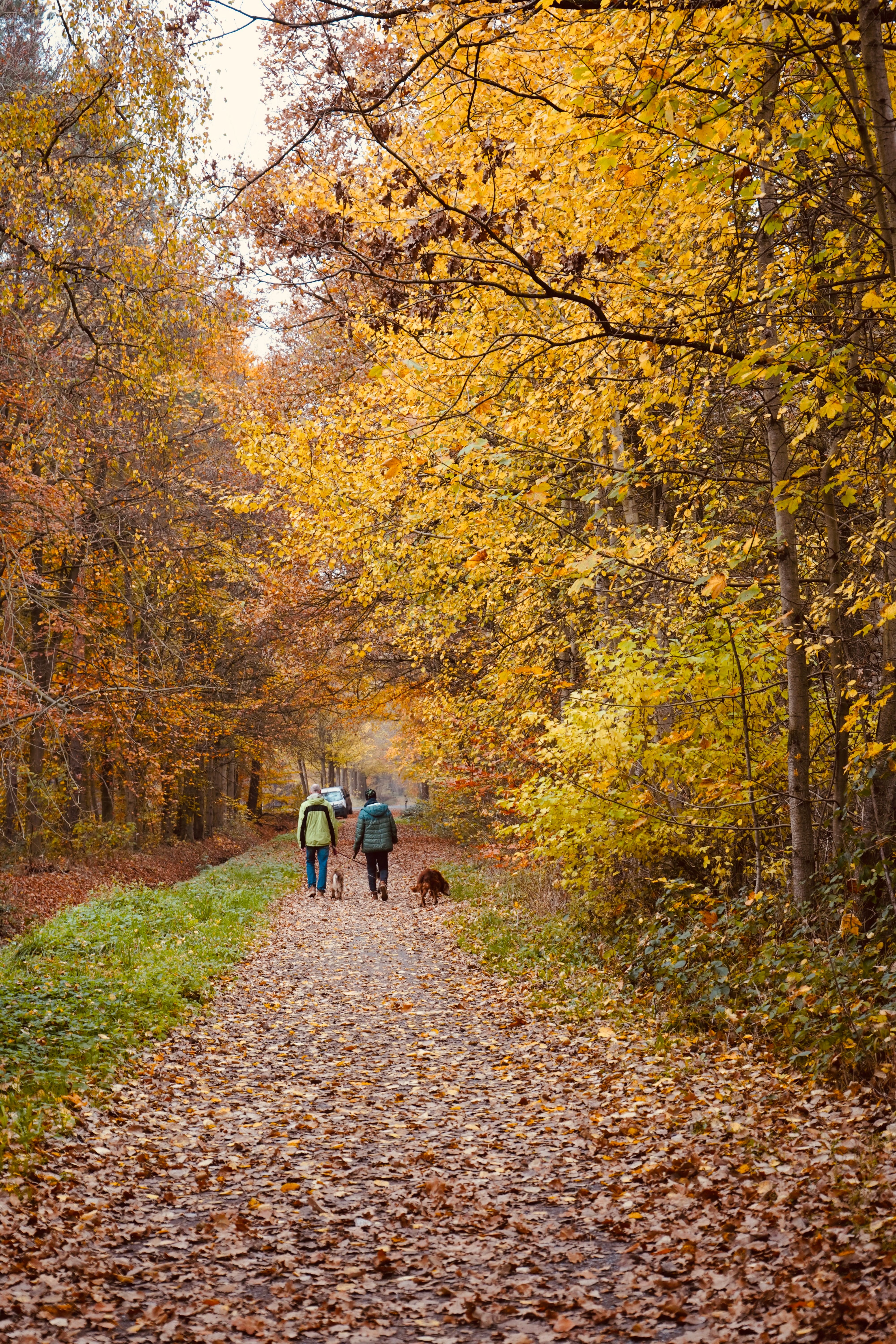 Autumn Walk in Vibrant Colorful Forest · Free Stock Photo
