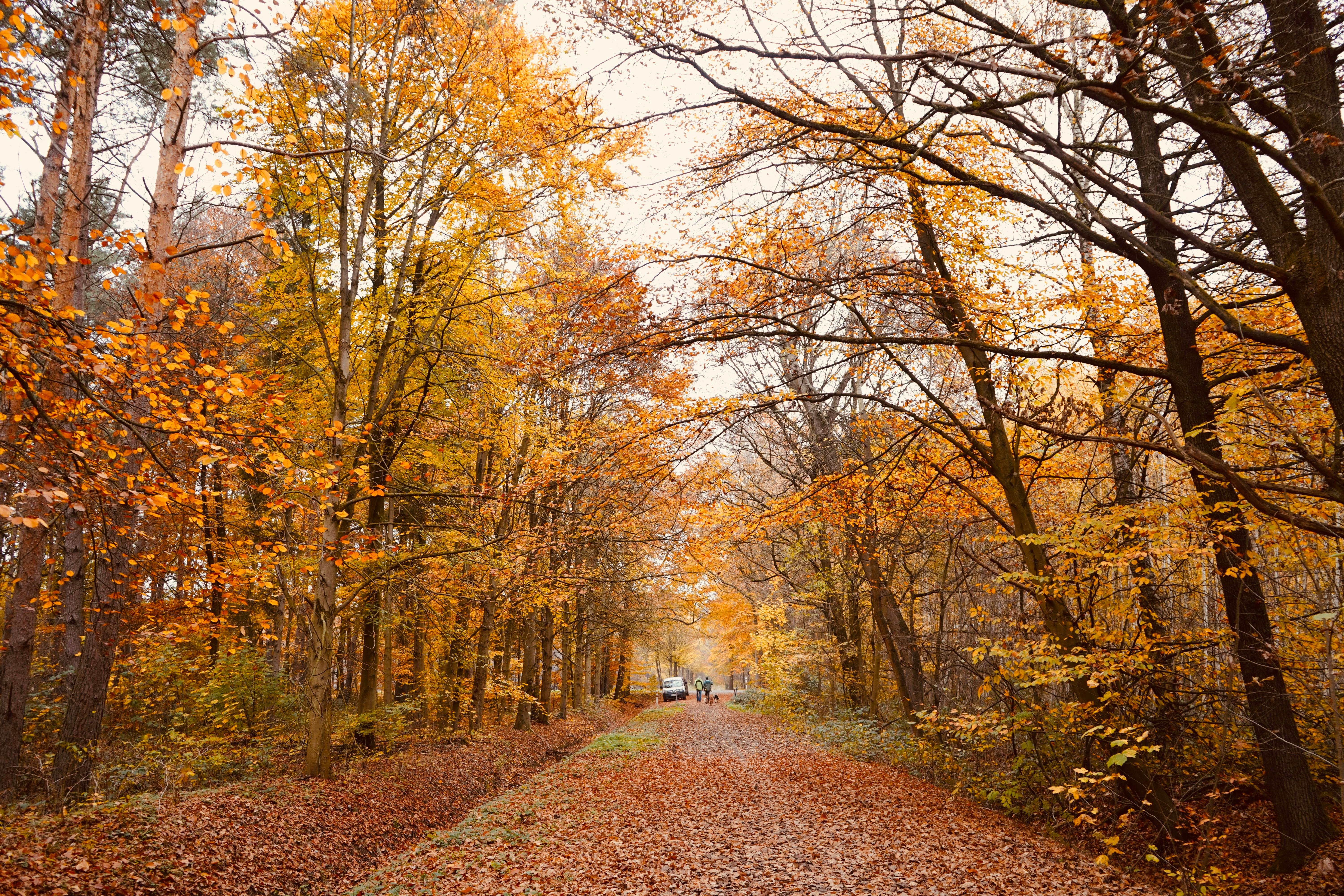 A tranquil autumn forest path surrounded by vibrant fall foliage and a distant car.
