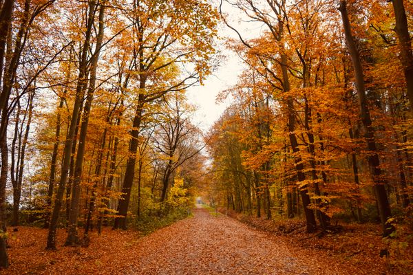 Misty Autumn Forest Trail jigsaw puzzle