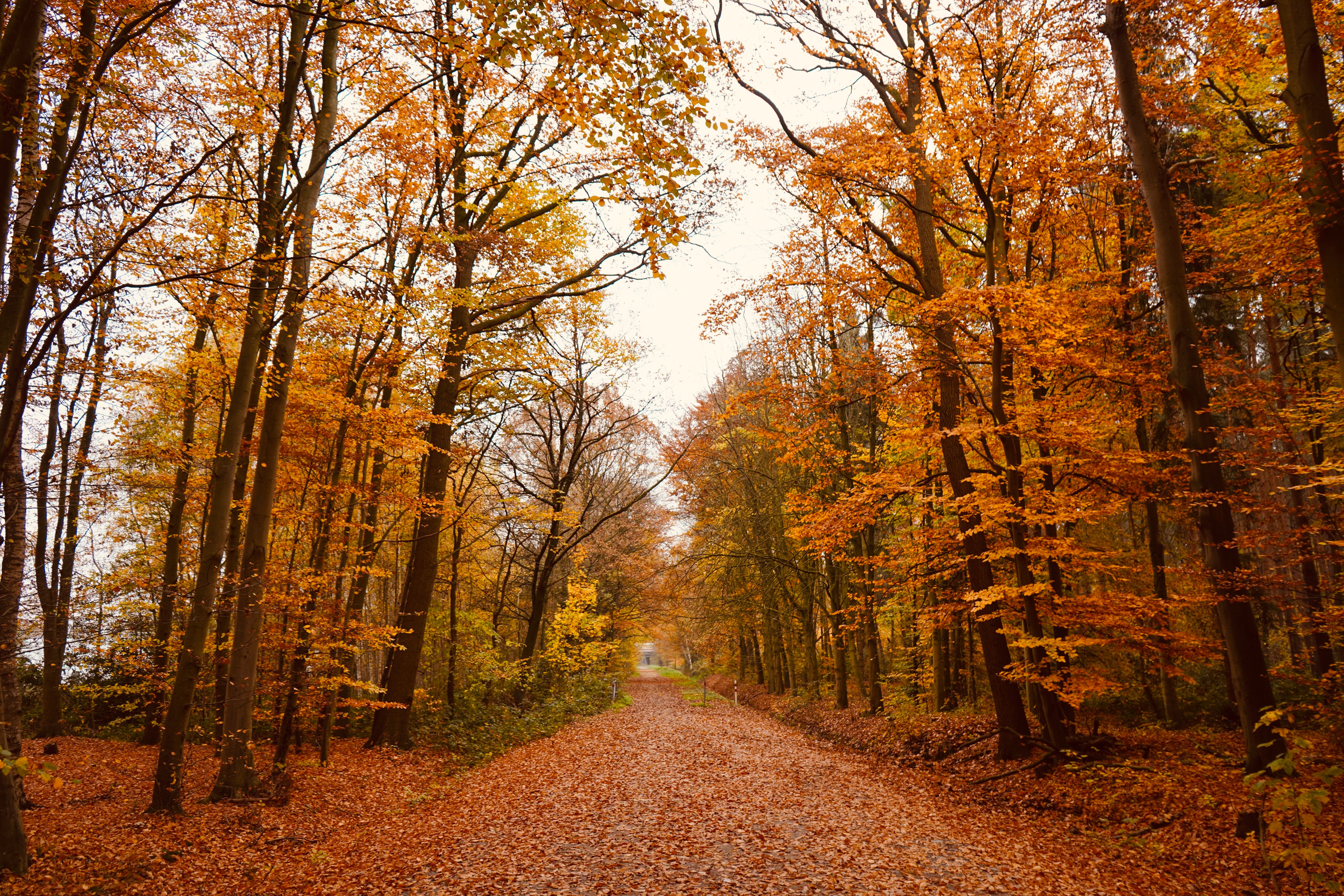 Peaceful Autumn Forest Path with Falling Leaves · meta.free_stock.photo
