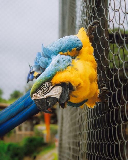 Free A vibrant blue and yellow macaw clings to a cage, showcasing its vivid plumage. Stock Photo