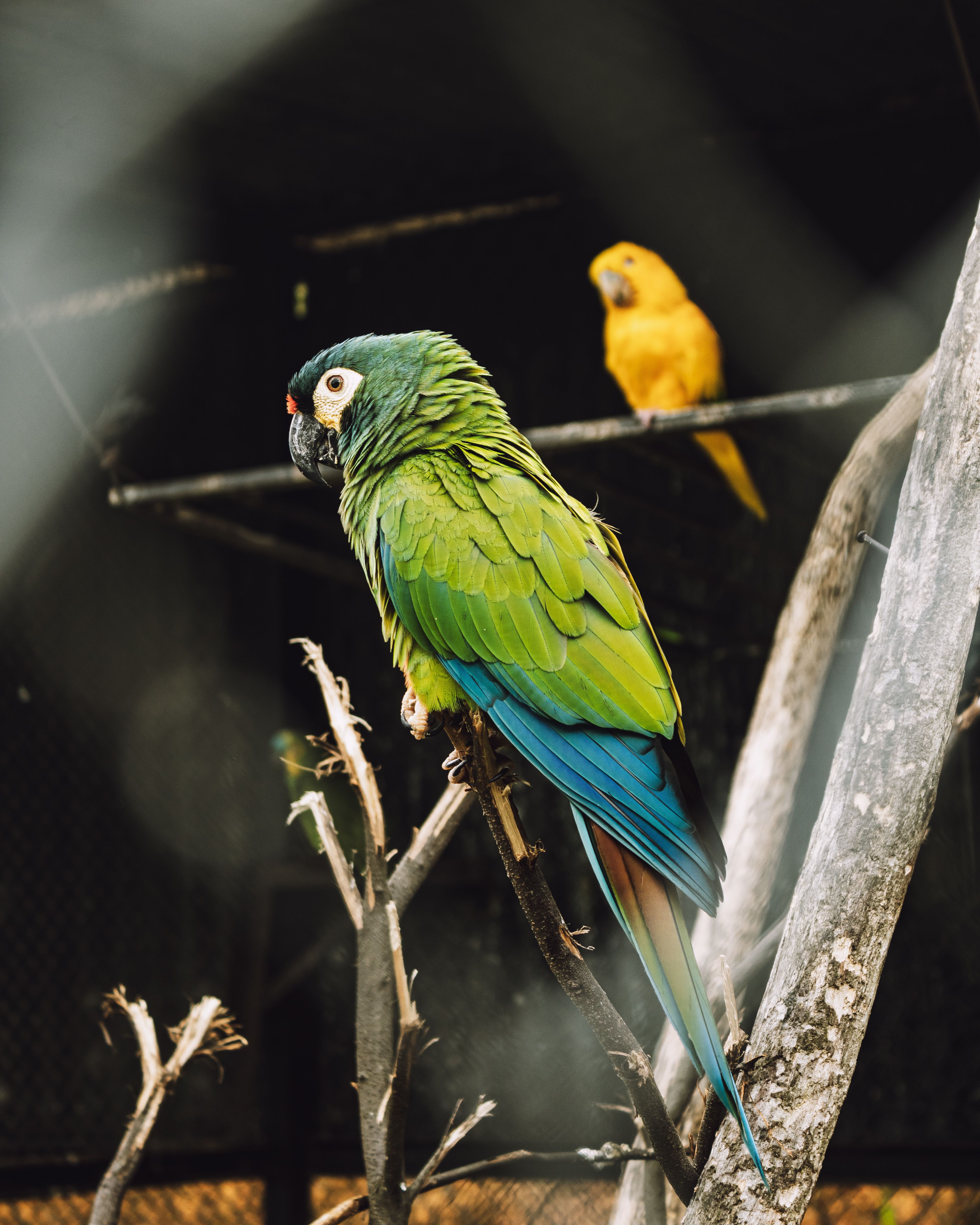 Colorful parrots perched in a natural habitat · Free Stock Photo