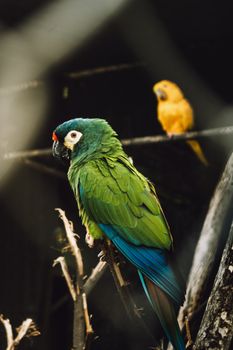 parrot photo