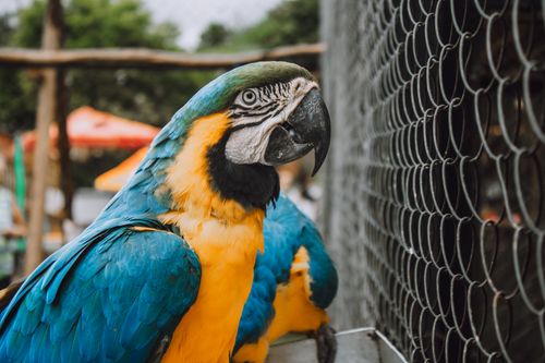 Free Close-up of a vivid blue-and-yellow macaw in an outdoor aviary, showcasing its bright plumage. Stock Photo