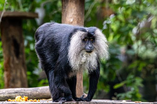 Free Lion-tailed macaque standing on a wooden surface in a lush forest environment. Stock Photo