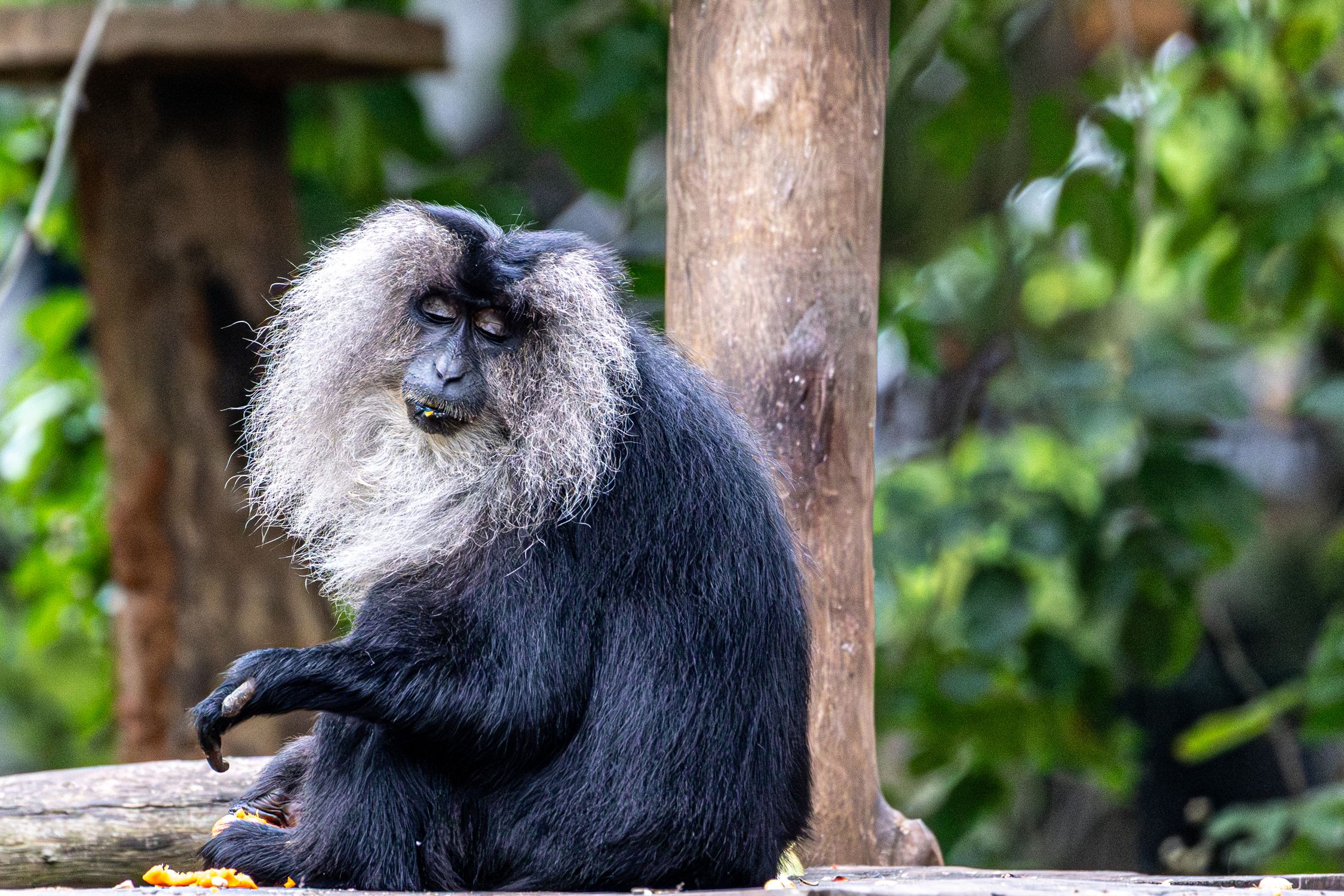 Close up Of A Lion tailed Macaque In Natural Habitat Free Stock Photo close-up-of-a-lion-tailed-macaque-in-natural-habitat-free-stock-photo