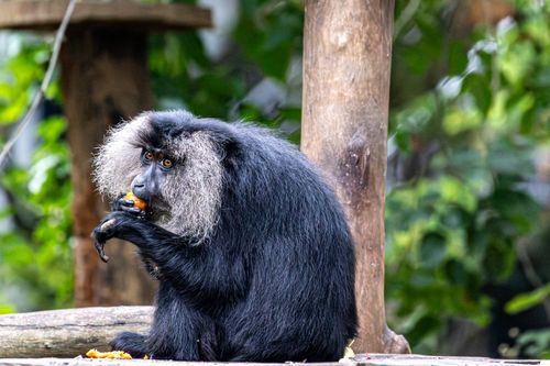 Free A lion-tailed macaque eating on a wooden platform surrounded by lush greenery. Stock Photo